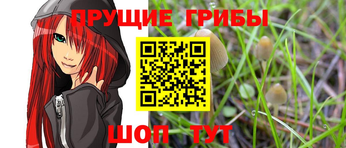 Галлюциногенные грибы Psilocybine cubensis Троицк